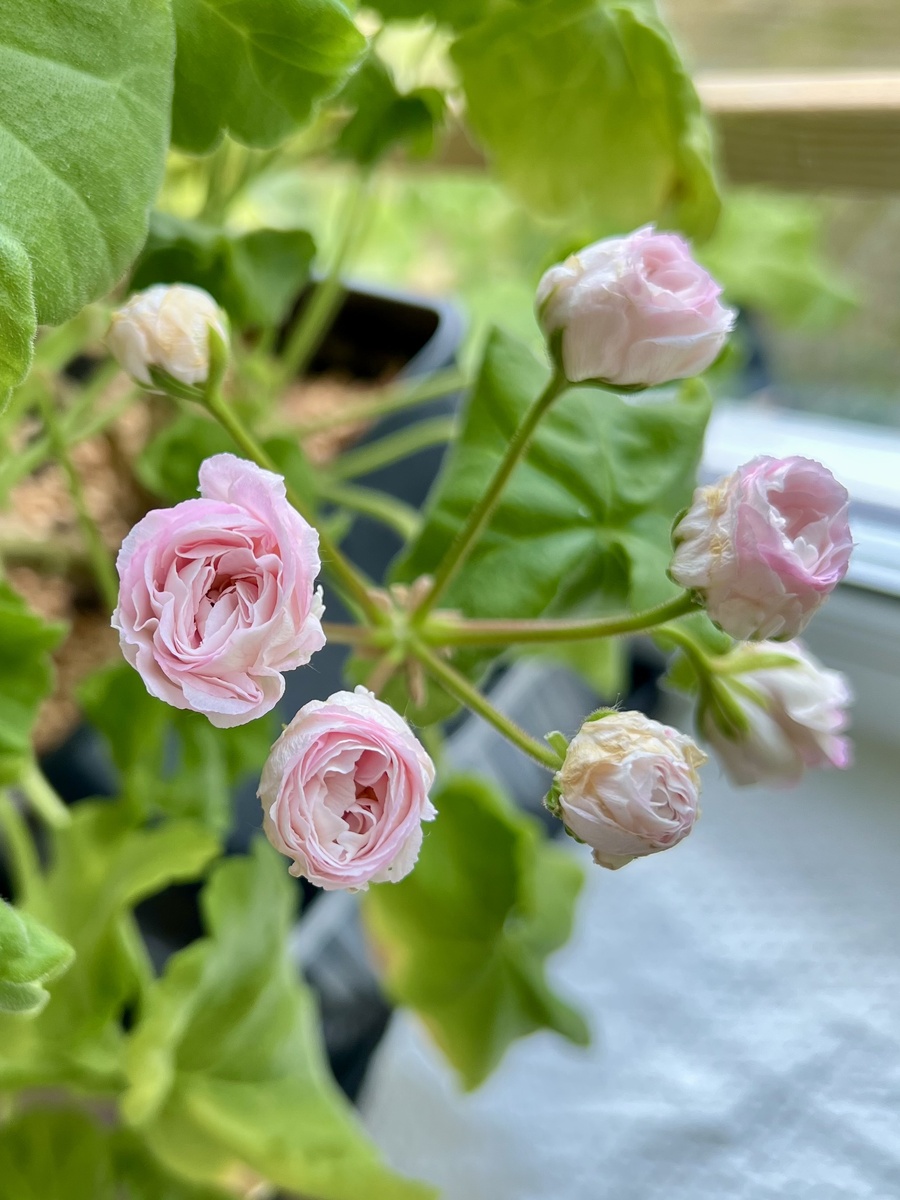 Личное фото