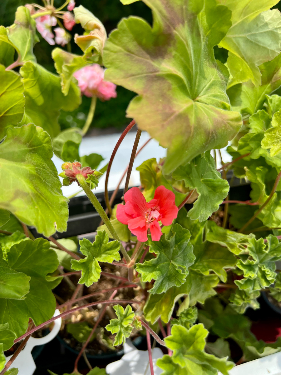 Первый цветочек Lara Rita расцвел за окном