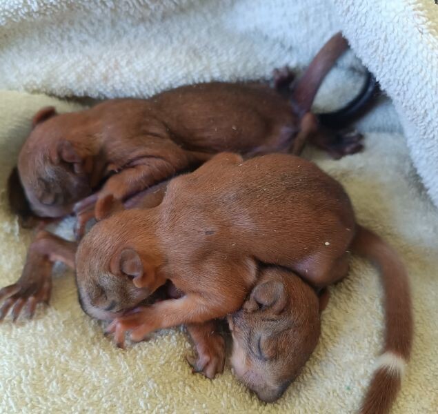    Фото: Центр помощи "Сердце леса"