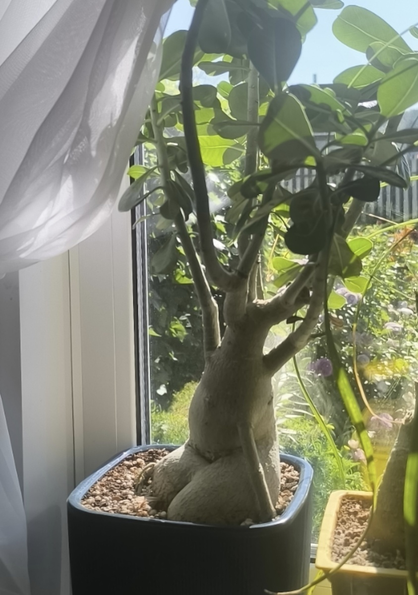 Вот пример того как я на каудекс оставила корень и жду когда он растолстеть, не быстрое это дело.