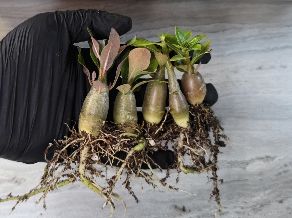 От сосиски до горошка.