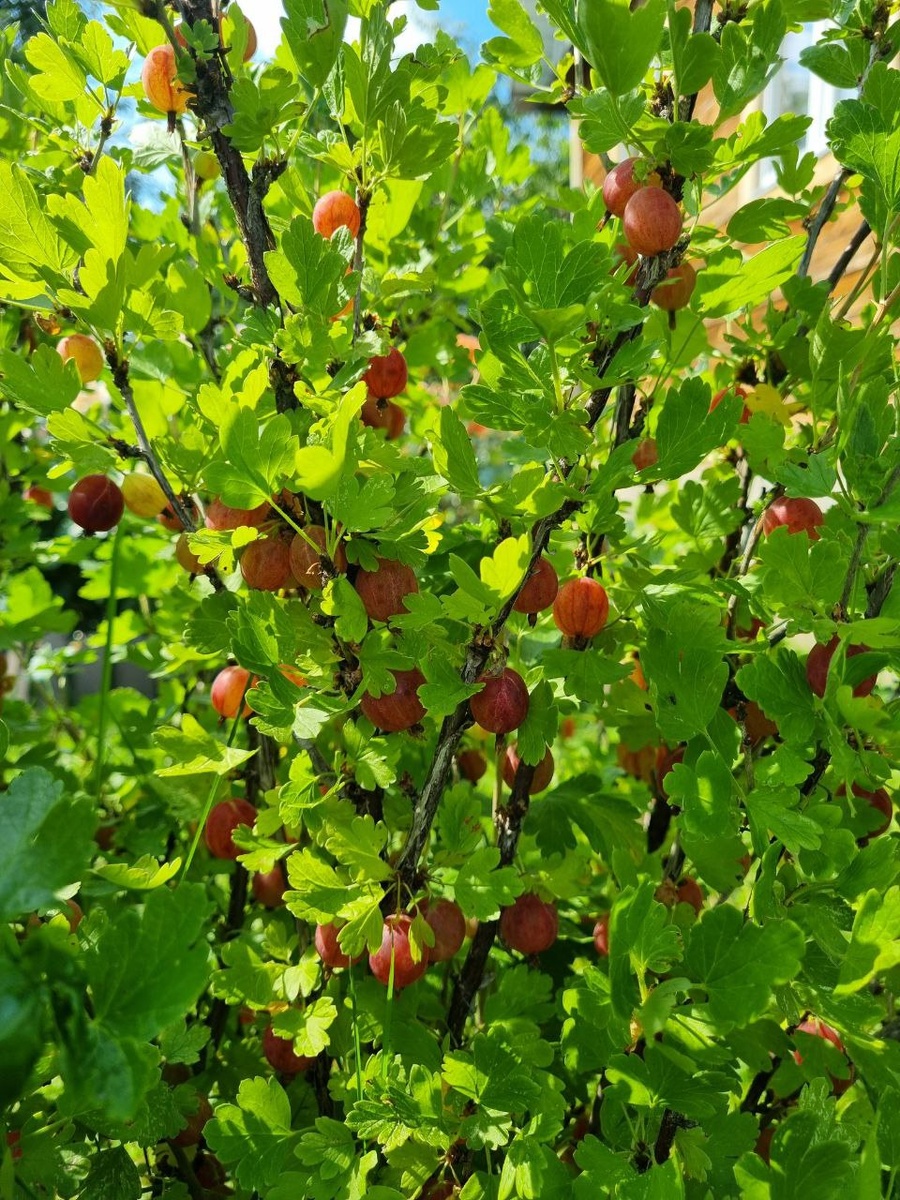 Любимый мой крыжовник!