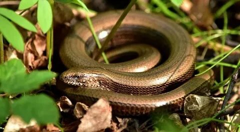 Из открытых источников