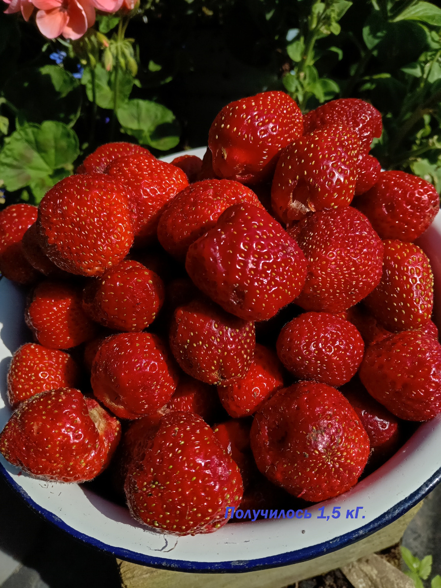 Первый сбор клубники 2025 год.