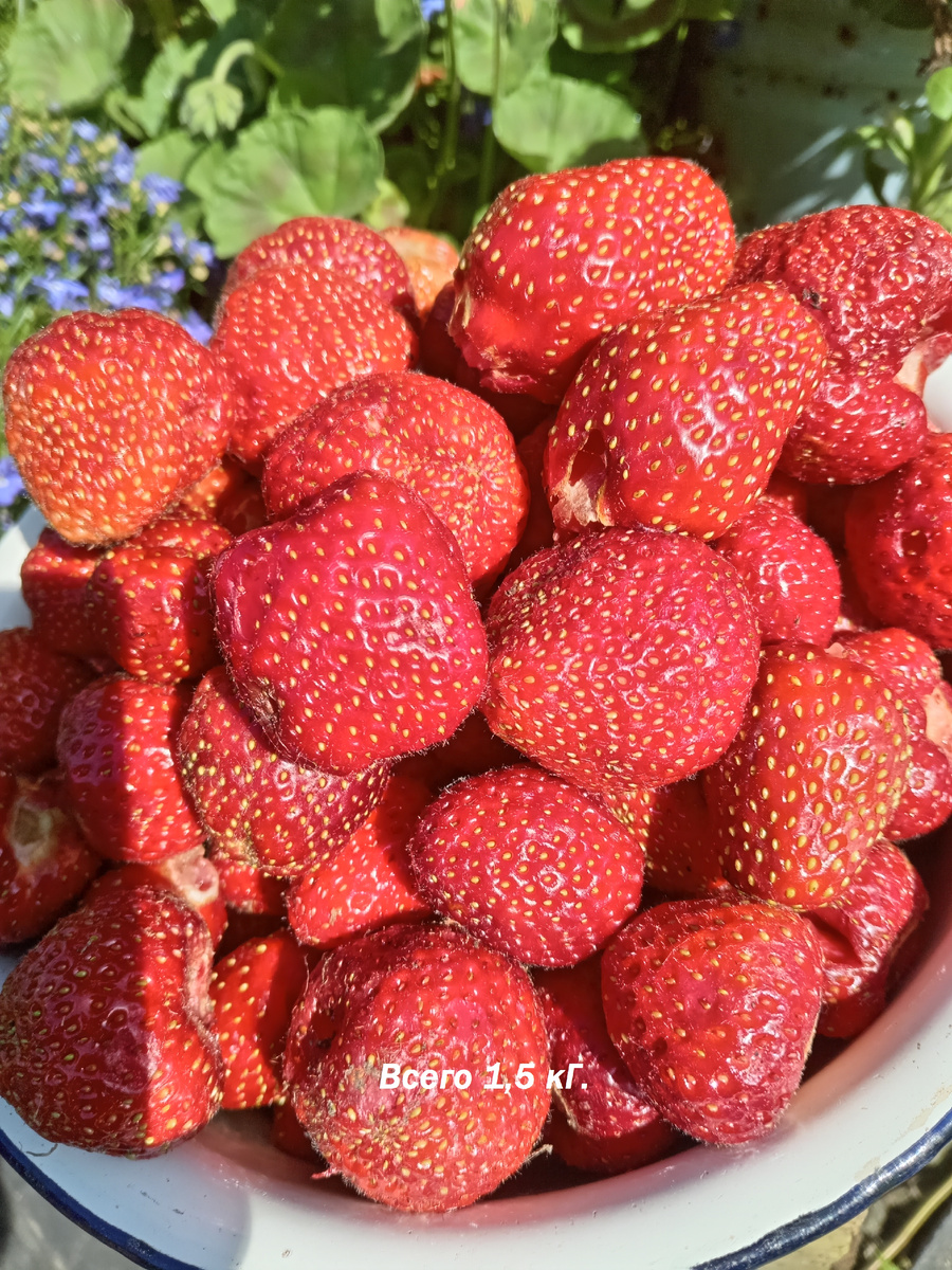 Сорта разные.