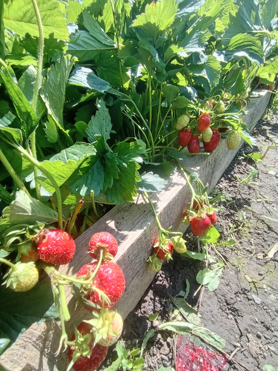 Сорта разные.