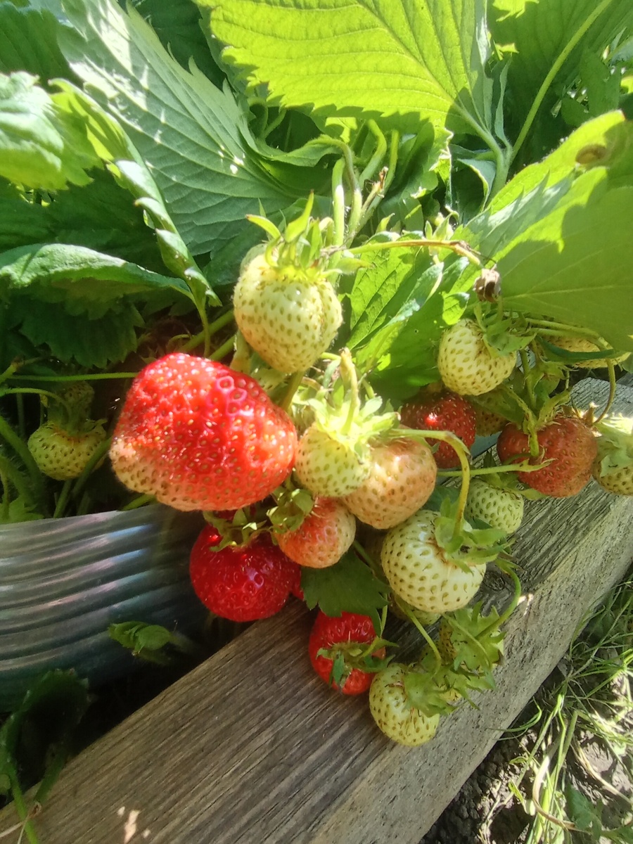 "Сударушка" не торопится.