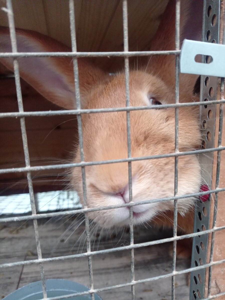 Бургундская крольчиха Тыква 