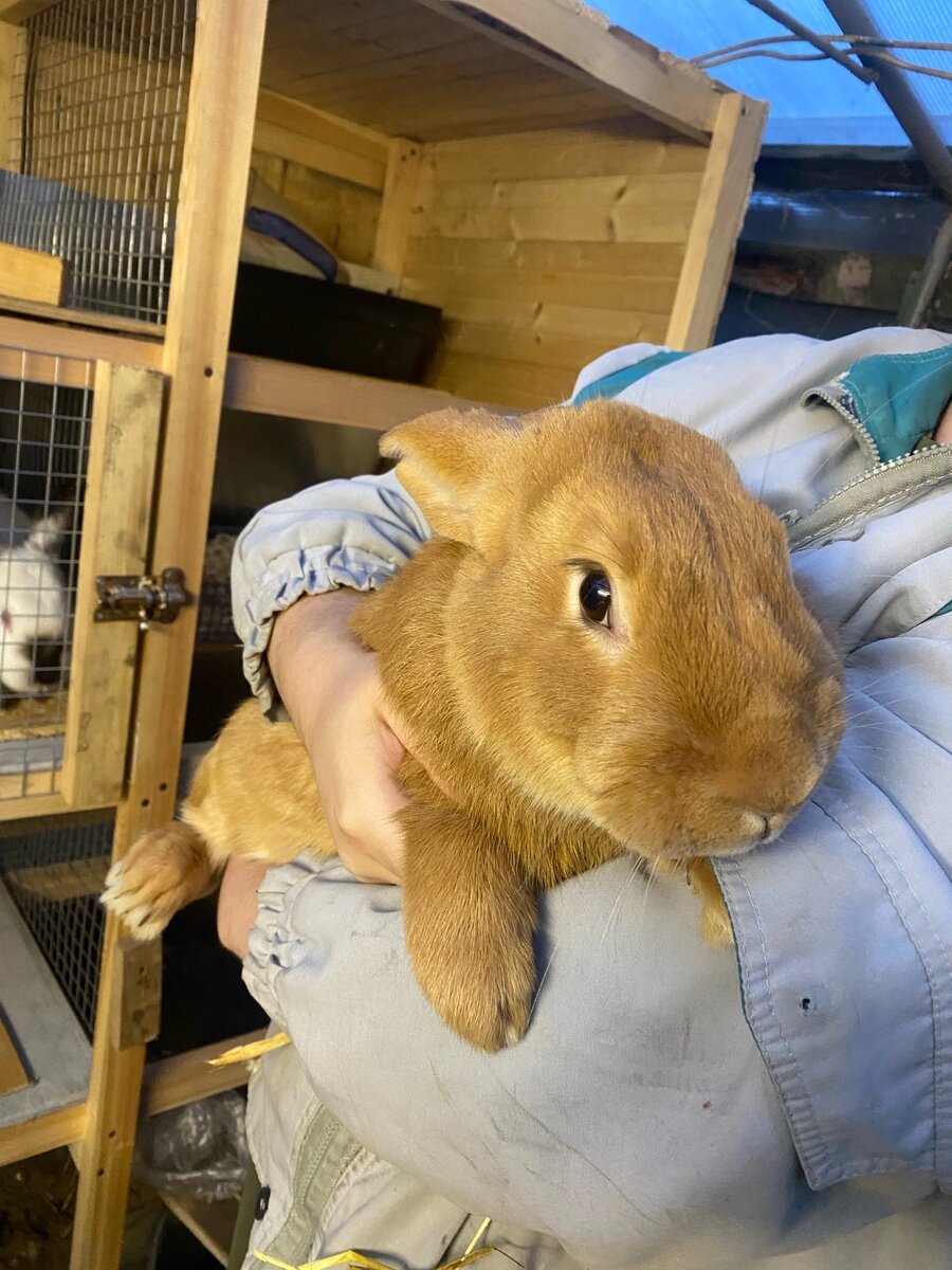 Бургундский кролик Лис 