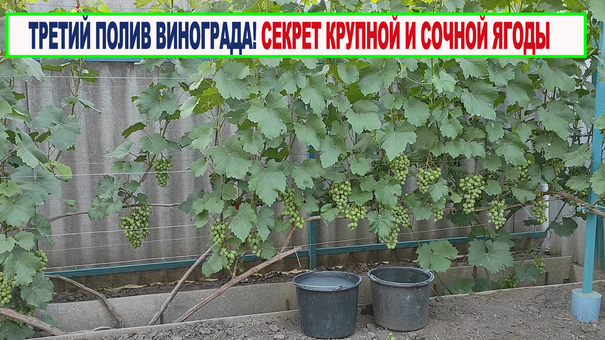 Третий полив винограда.