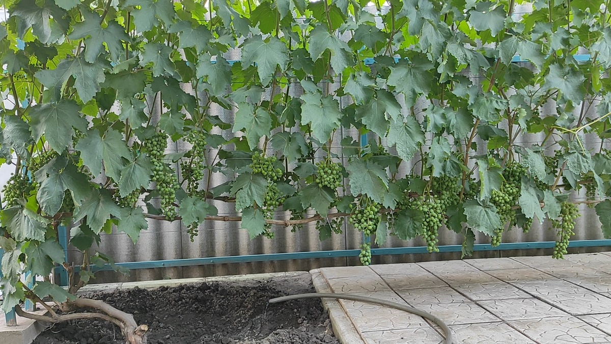 Страшенский.