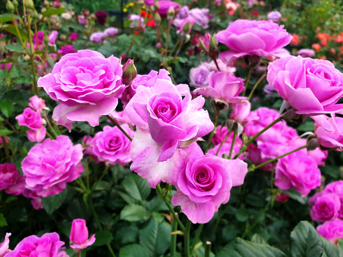 Лаванда Парфюм. Фото автора.