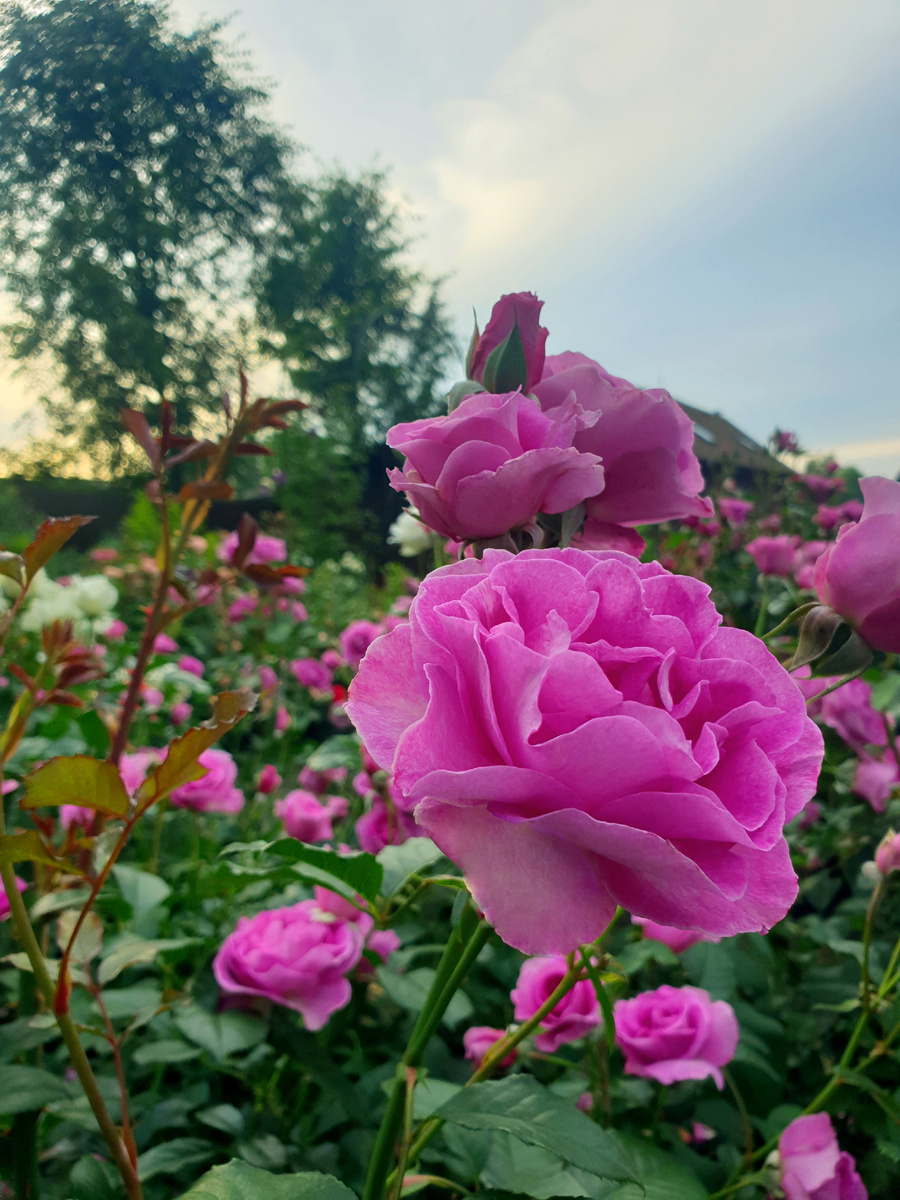 Лаванда Парфюм. Фото автора.