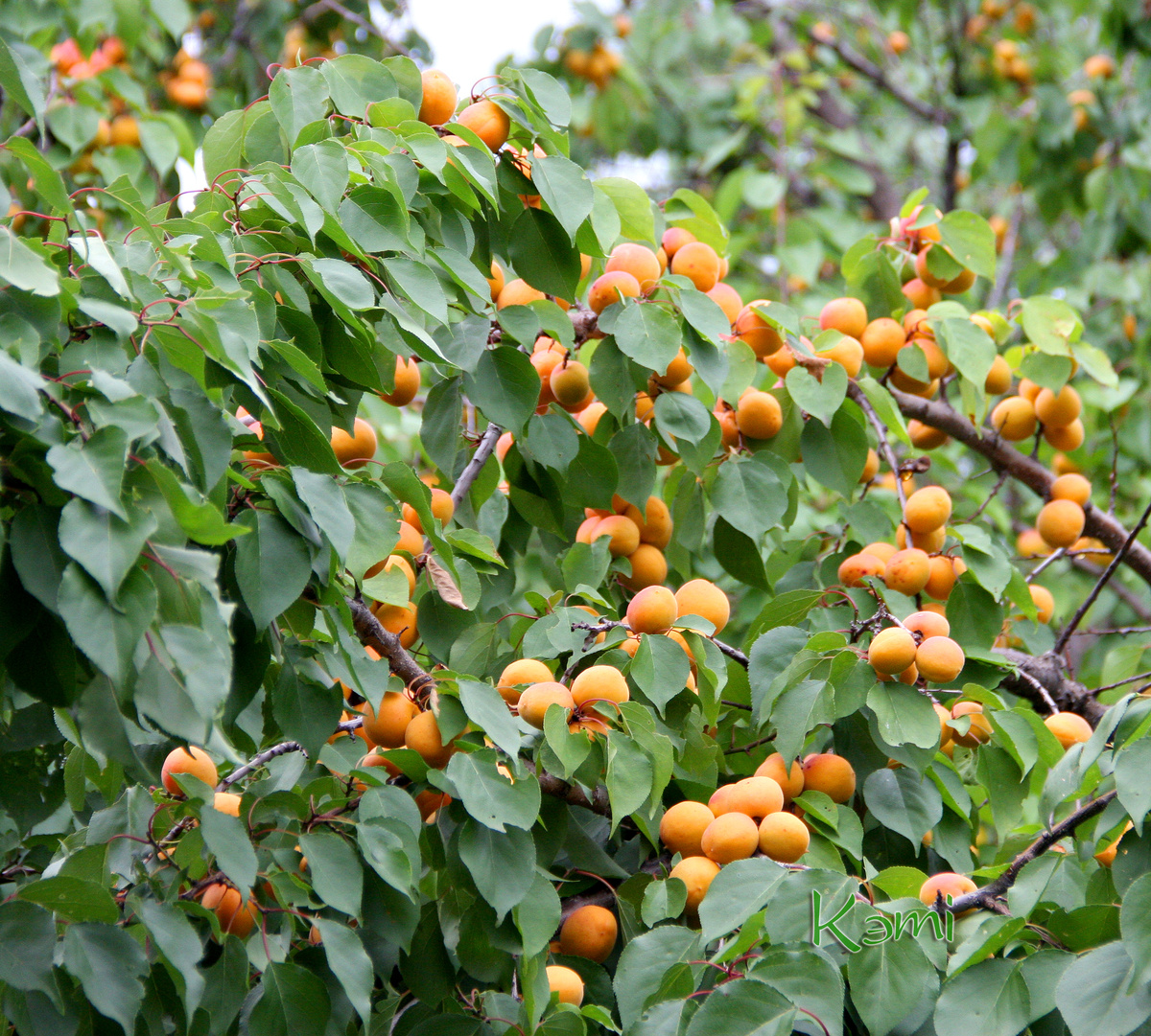 Абрикосы любят жару и наш песок. На дачном массиве деревья абрикосов ломятся от урожая.  
 15 июля 2025 г. Только бы гроза не сломала большие ветви. Такое уже было.