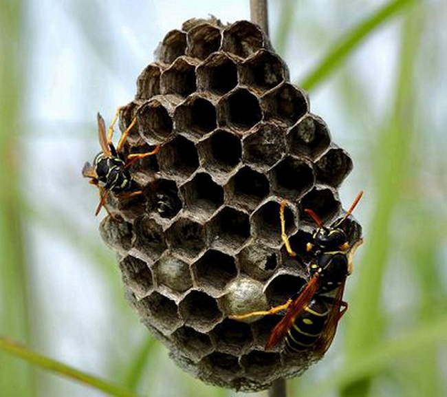 Контакт с осиным гнездом может закончиться дикой болью