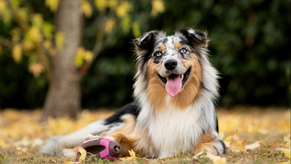    Собака дышит часто, чтобы не перегреться: так работает ее встроенный «кондиционер».