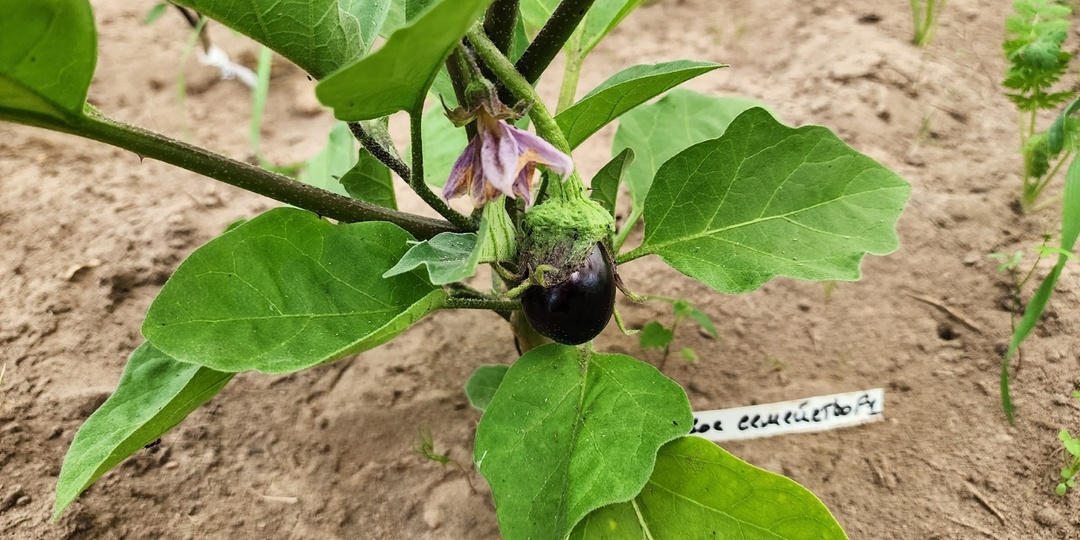 1 ст. л. на 10 л воды для полива баклажанов. Важная подкормка для баклажанов в середине июля
