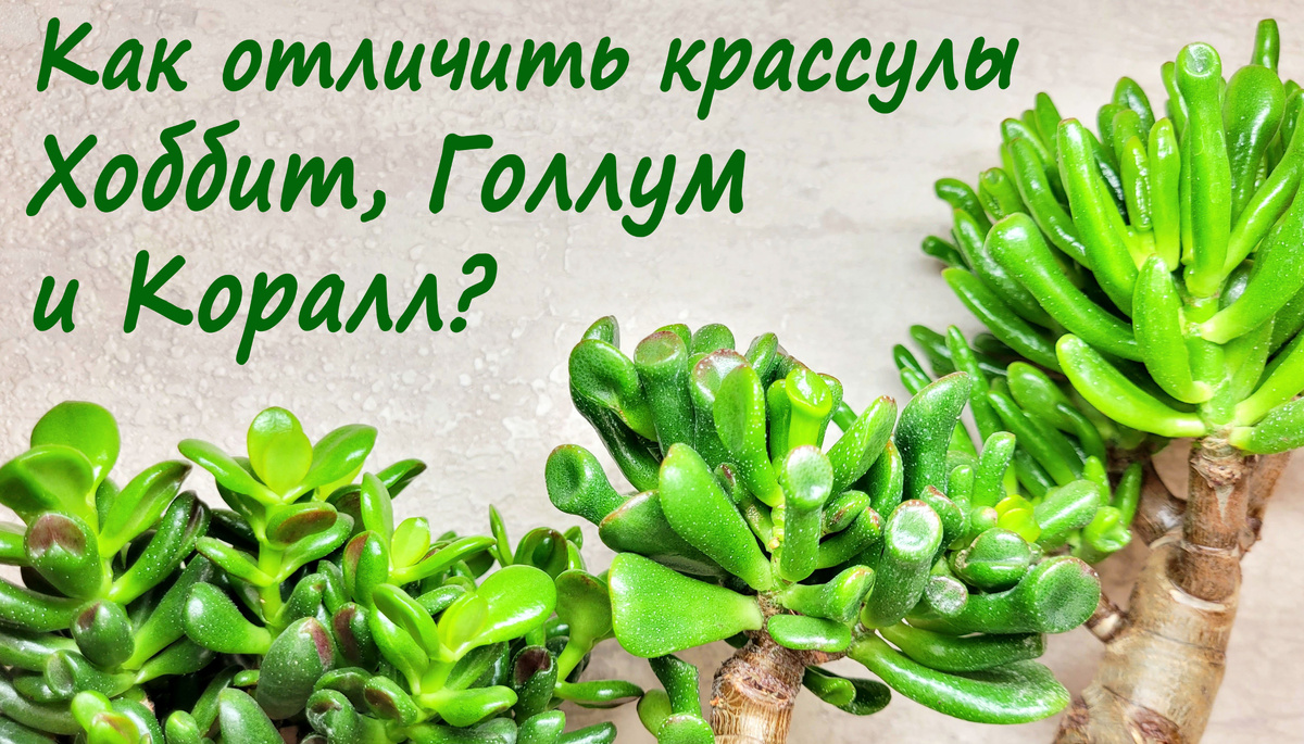 Фото 1. Крассулы Хоббит, Голлум и Коралл.