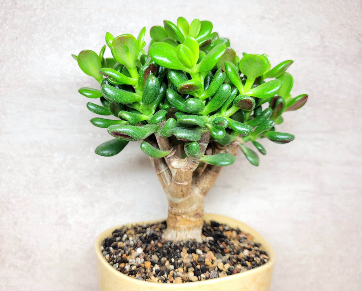 
Фото 2. Сформированное деревце Крассулы Хоббит.