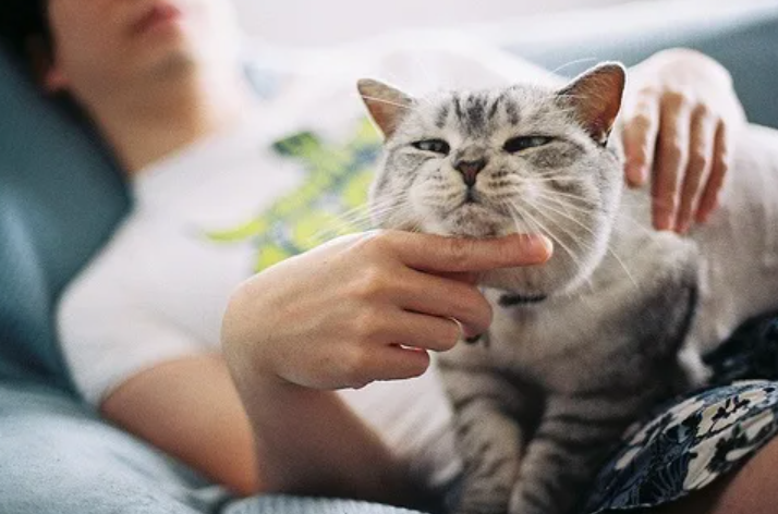 Почему гладить кошку — очень полезно? …И для неё, и для нас, и даже для нервной системы