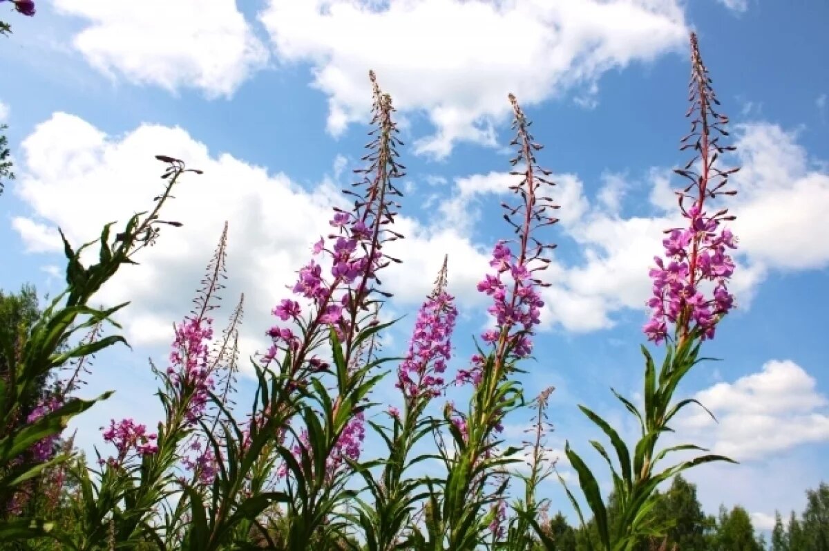    О приметах в день Андрея Налива 17 июля напомнили жителям Новосибирска