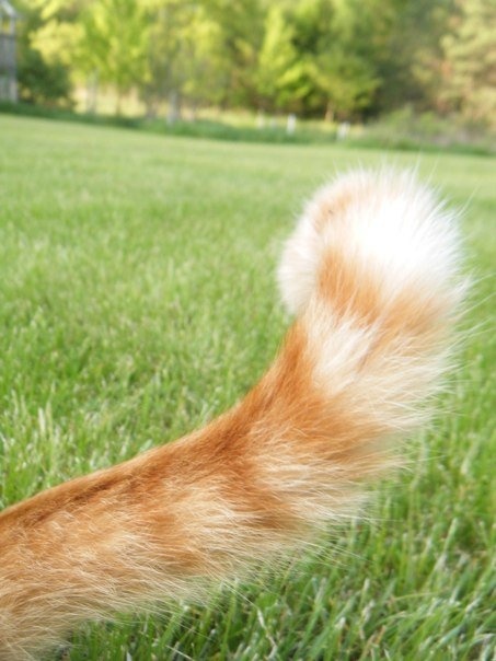 Полосатый хвостик