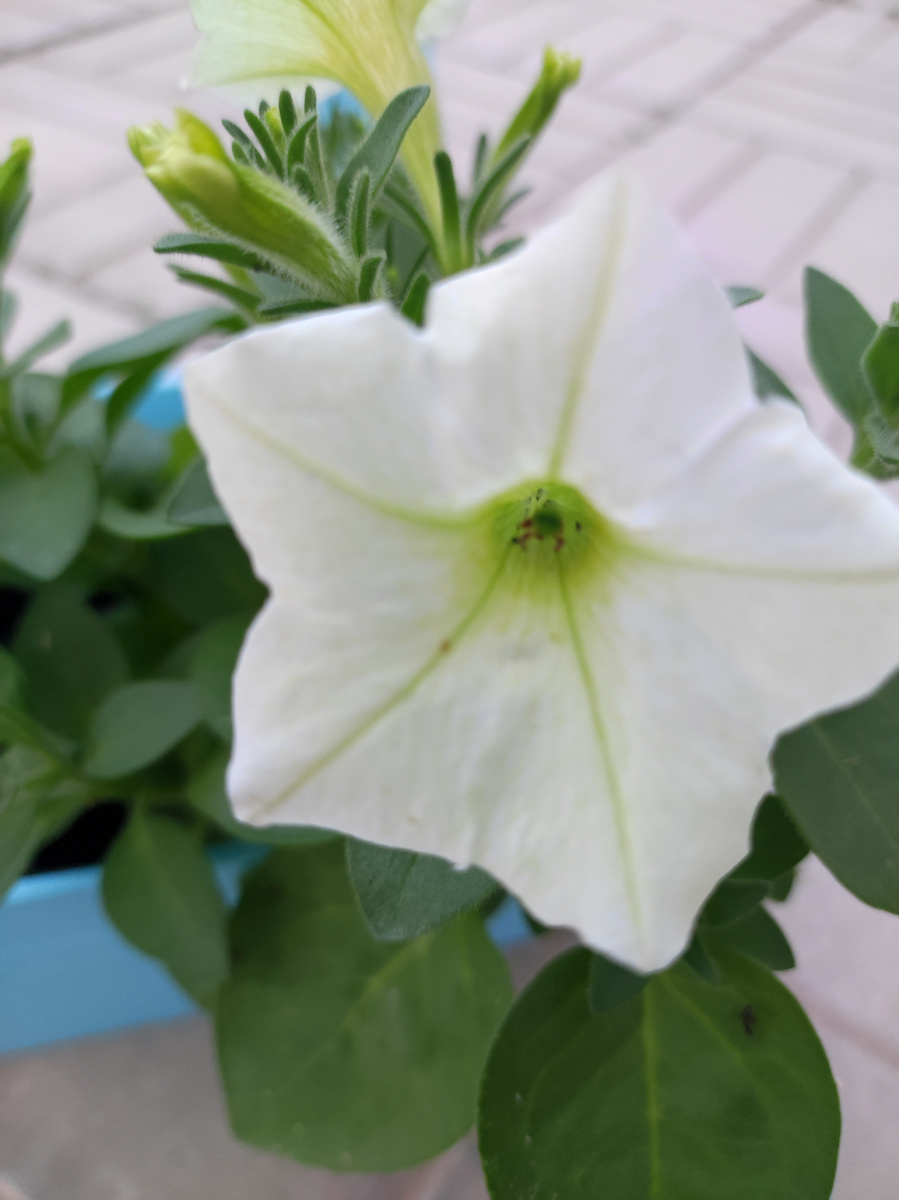 Фото автора, петуния гибрид Кира, начало июля 2025 года