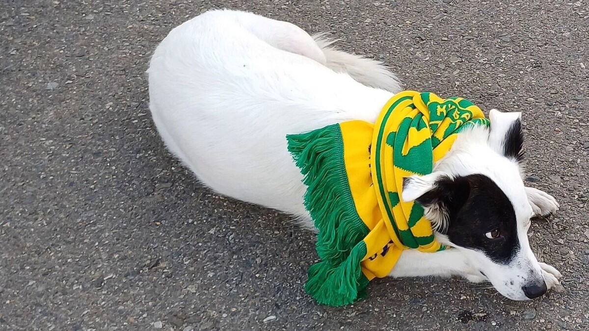     Автор: KubanPress Источник: kubanpress.ru