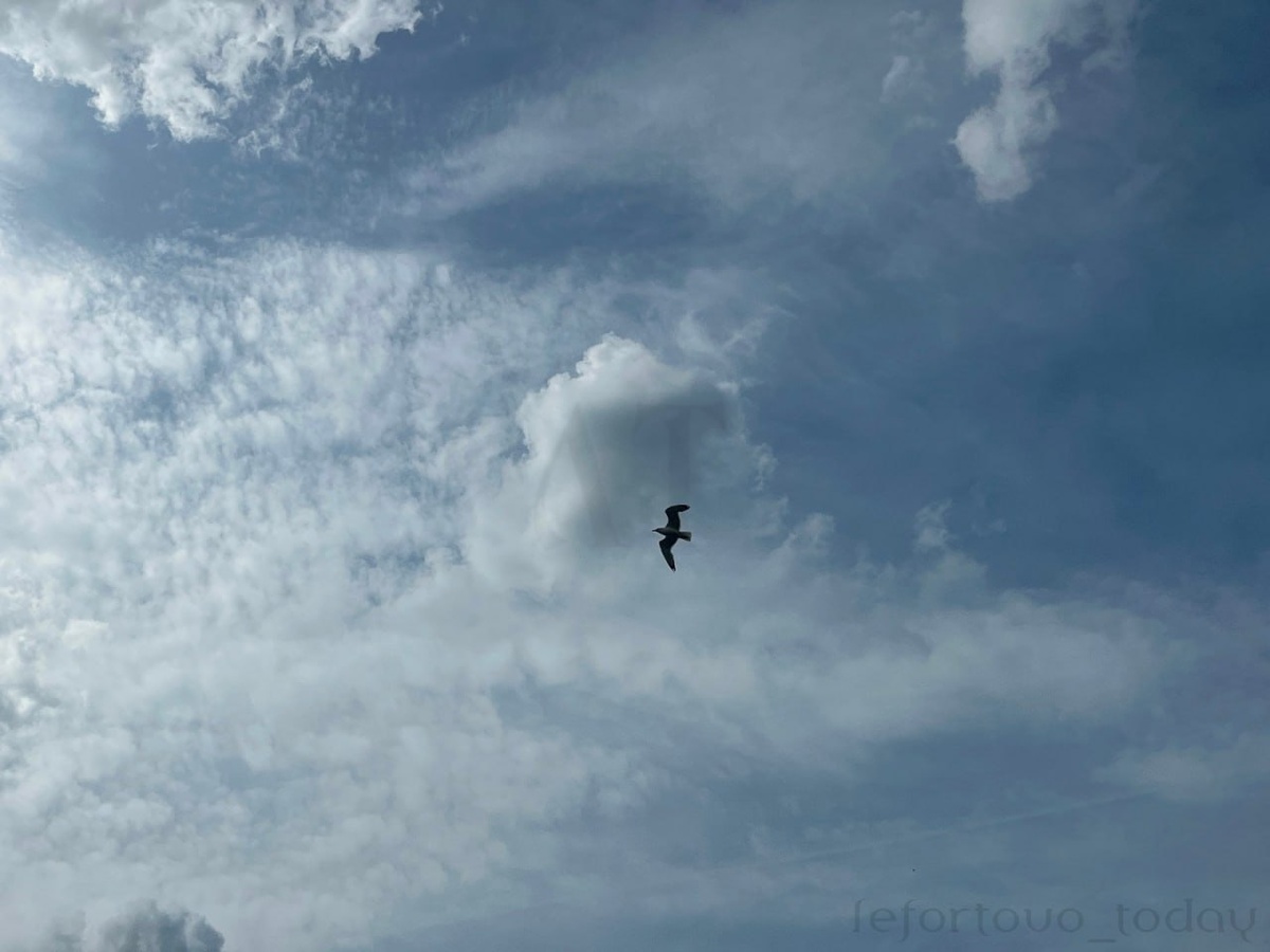 Чайка в небе