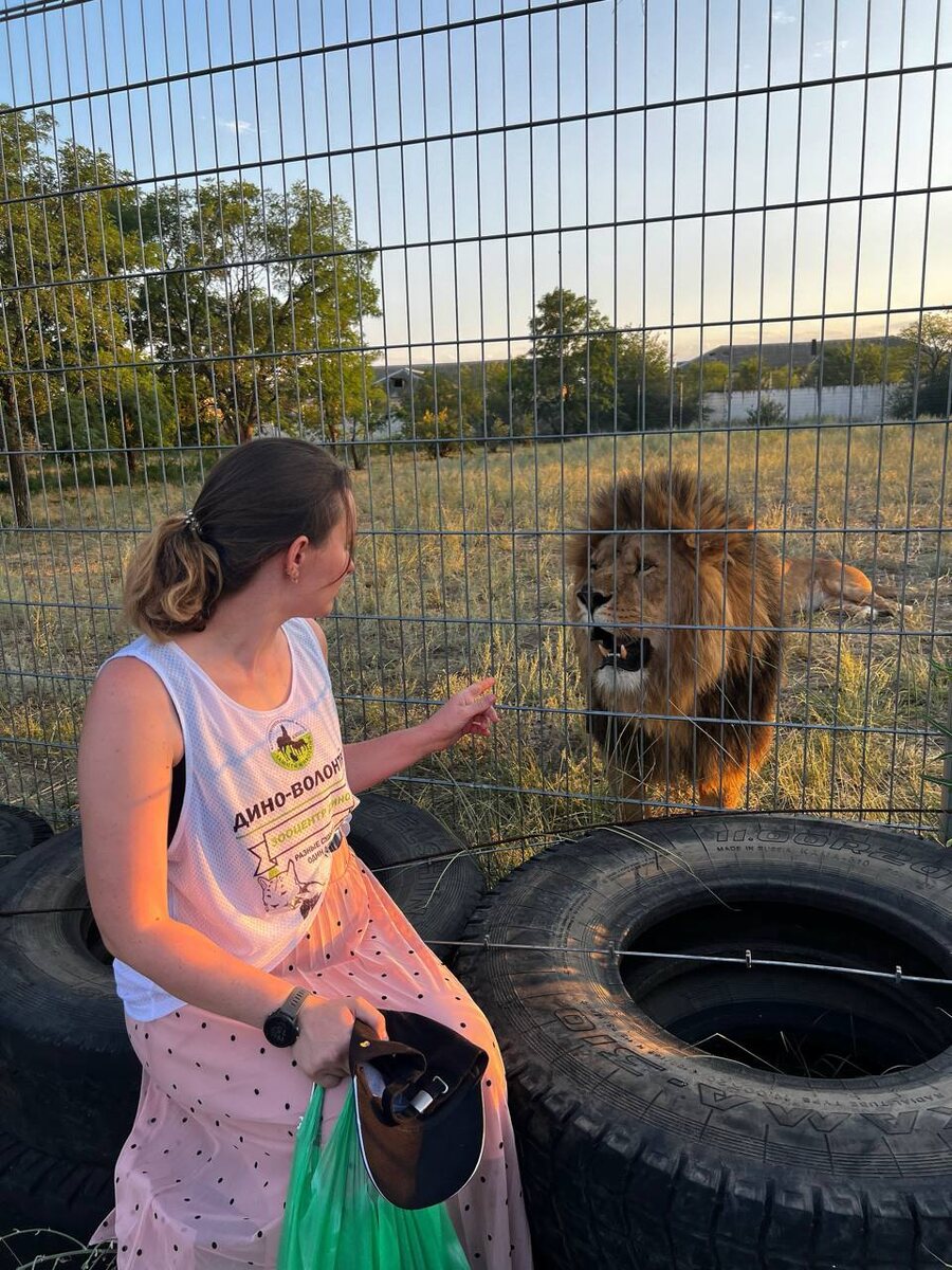 Волгоградский лев из зооцентра Дино 