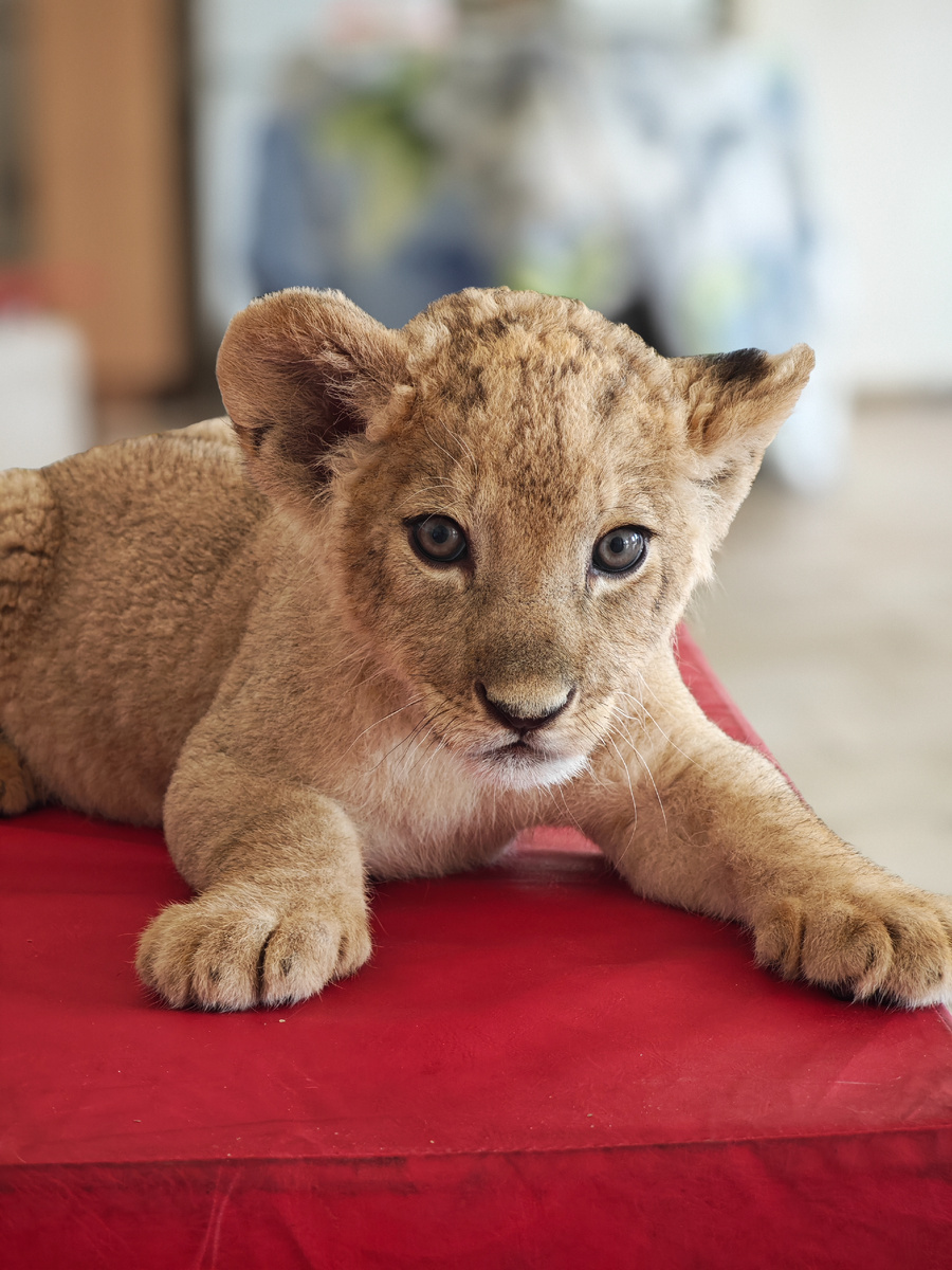 Львёнок Алекс 2 месяца зооцентр Дино 