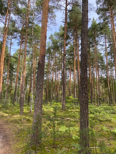 Как найти свою дорогу в этом лесу