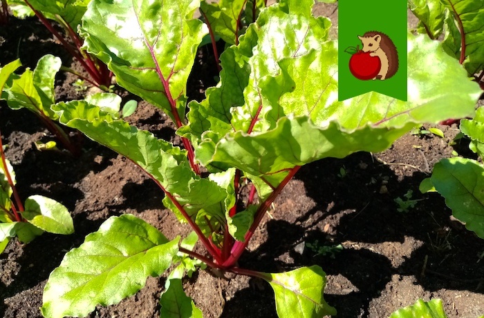 Чем обязательно поливаю свеклу в июле: 3 любимых состава для крупных, крепких и сладких корнеплодов