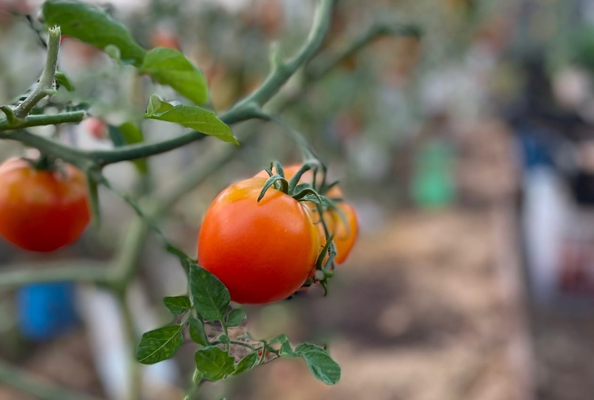    Побрызгала на томаты раствором из кухни - и фитофтора сошла на нет уже к утру: листья чистые, плоды целые, урожай спасен