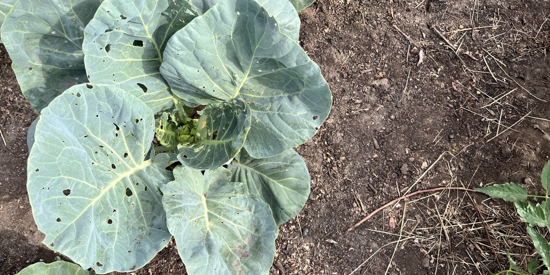 Как избавиться от мошек и слизней на капусте. Рассказываю как у меня удается избавиться от вредителей