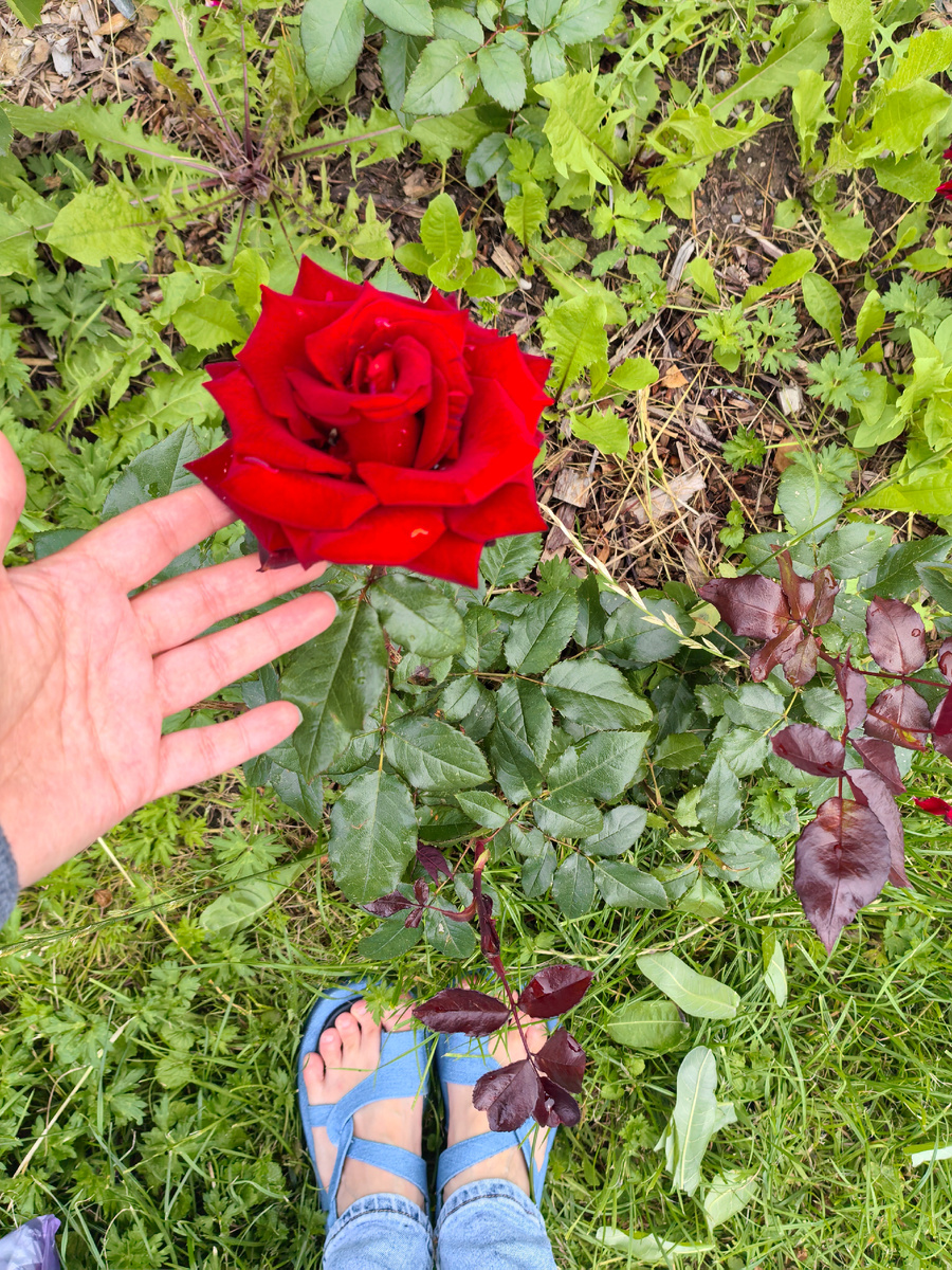 Такие шикарные розы высажены у моря. А трава ещё мокрая от дождя.