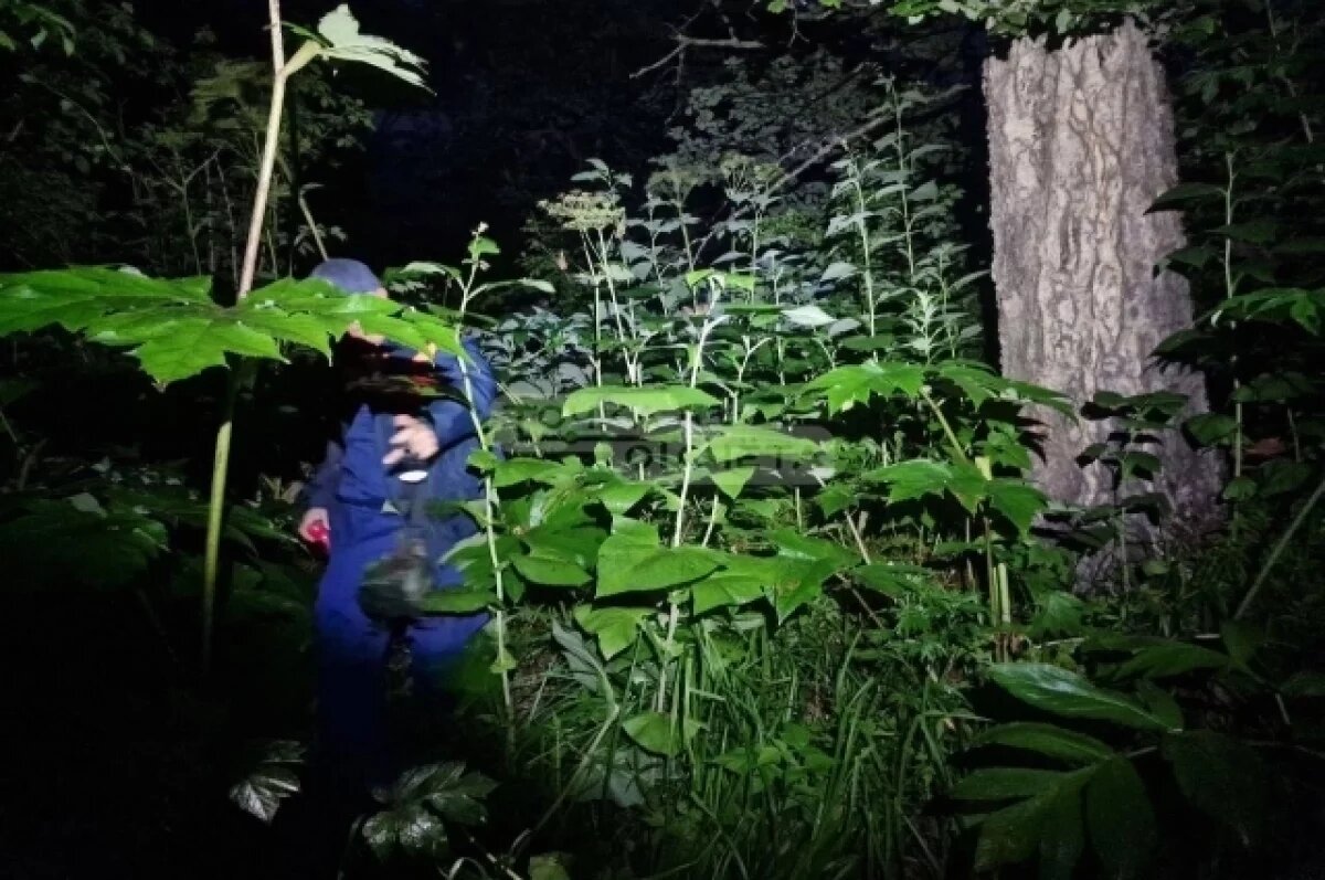    В Южно-Сахалинске мужчина залез на дерево, спасаясь от медведя