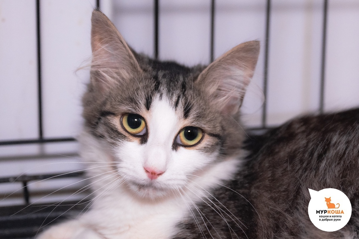 Нежу нашли на улице.