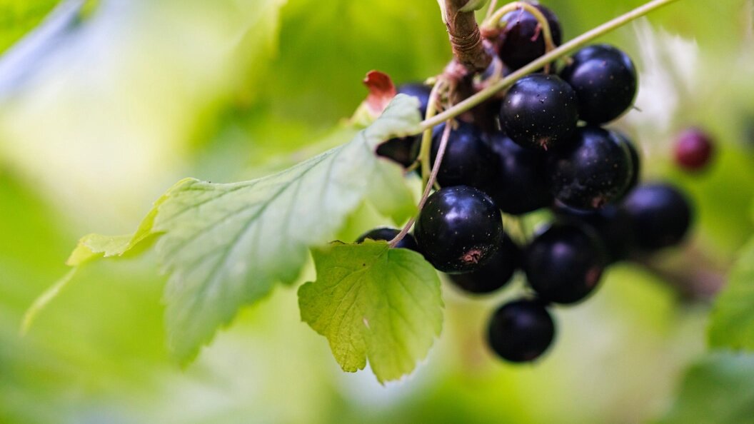    Sergey Elagin/Business Online/Globallookpress