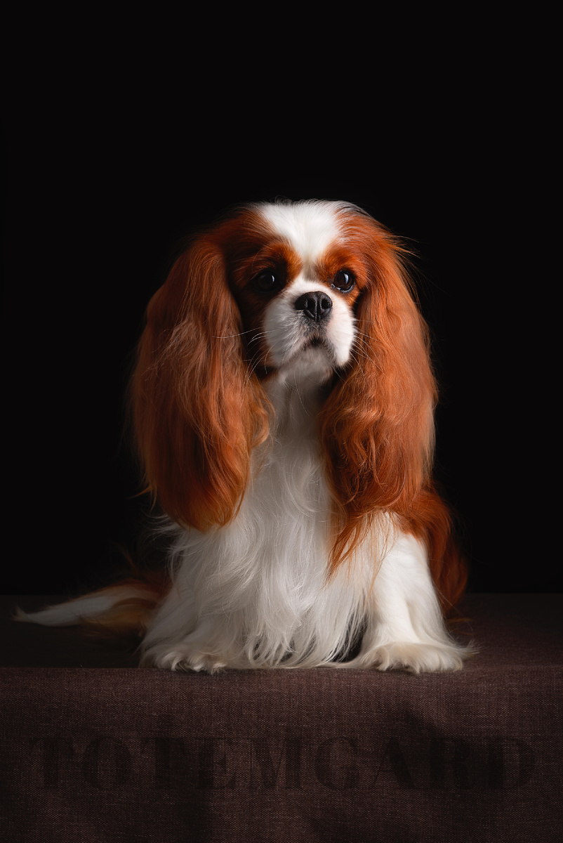 Кавалер Кинг Чарльз спаниель бленхейм окраса