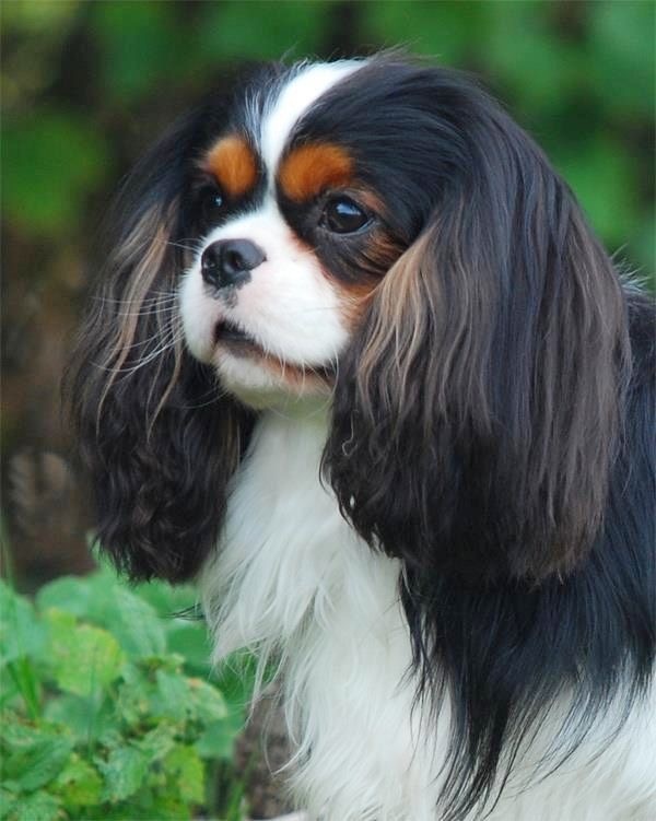 Кавалер Кинг Чарльз спаниель трехцветного окраса 