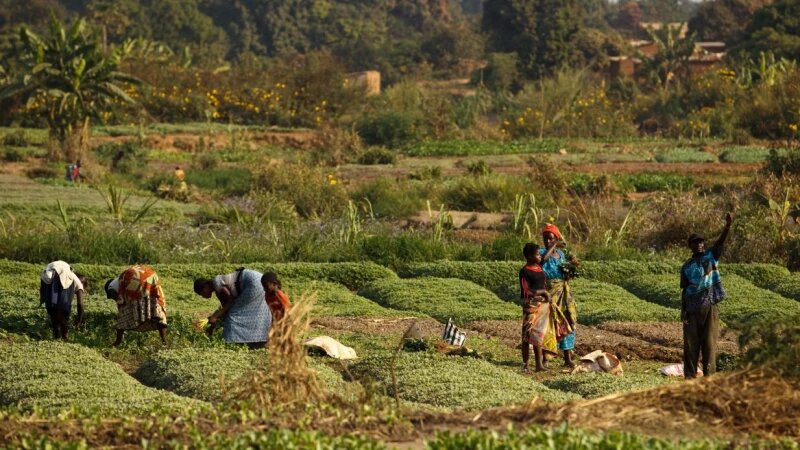     Африканские крестьяне www.fao.org
