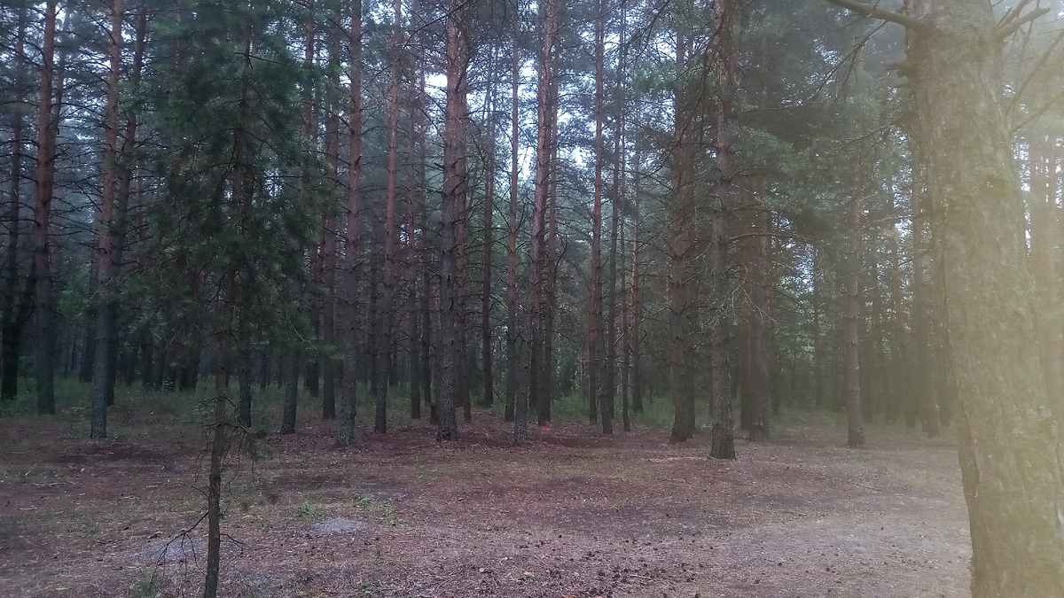 Польза соснового леса