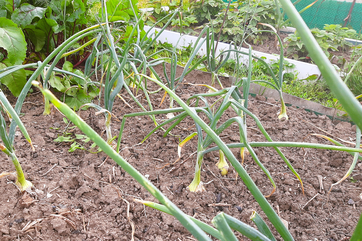 больной лук