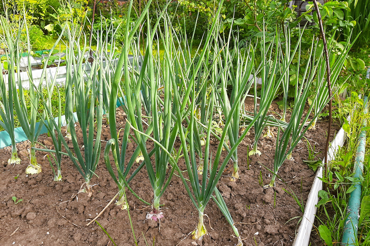 здоровый лук