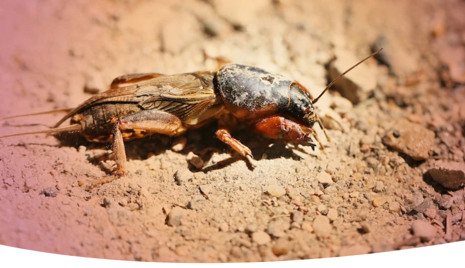 Как избавиться от медведки в июле: самые эффективные способы борьбы