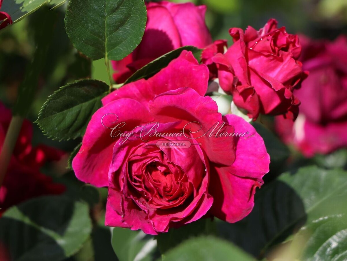 Роза Мариэтта