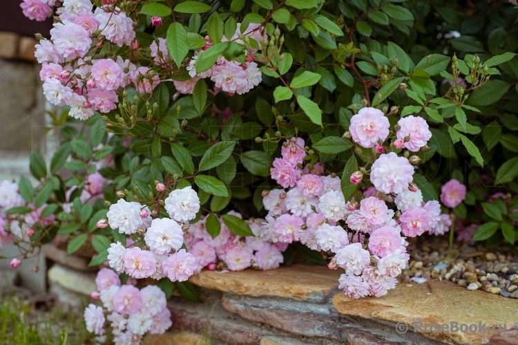 Бризе Парфюм.