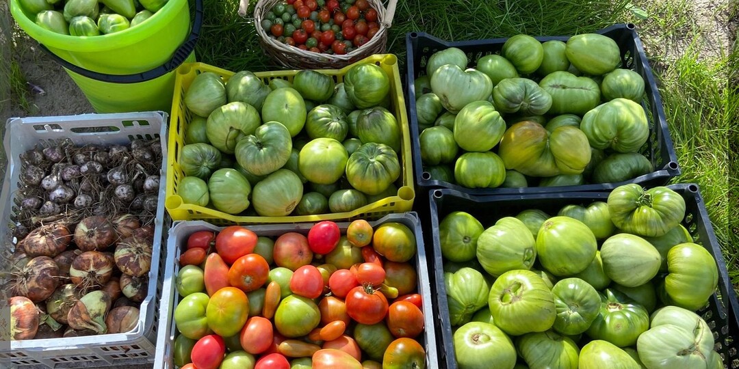 Томаты, которые рекомендуют опытные дачники: лучшие сорта и гибриды томатов для теплицы и открытого грунта. Часть 6