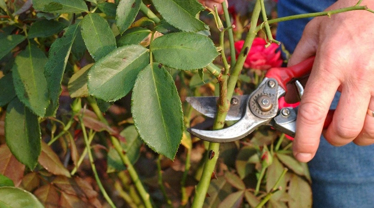 Источник; kasheloff.ru